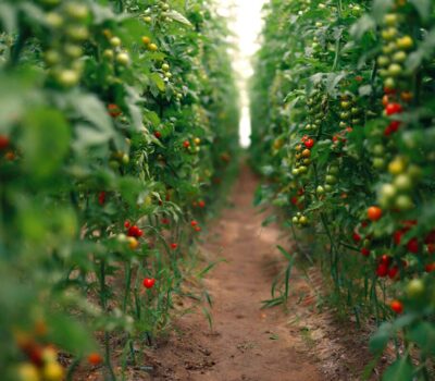 Rânduri de plante de roșii cu roșii roșii și verzi, cu pământ maro între rânduri.