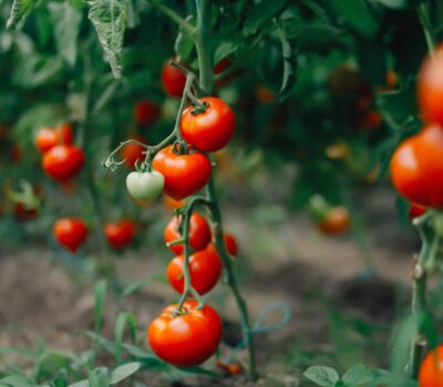 Un prim-plan cu roșii roșii și o roșie verde agățate de o plantă într-o grădină.