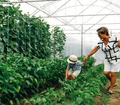 O femeie și un copil se plimbă de mână într-un solariu cu plante de ardei verzi.