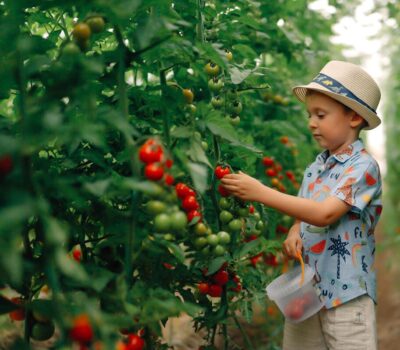 Un băiat cu o pălărie scoate roșii dintr-o viță-de-vie într-o seră, ținând o găleată.